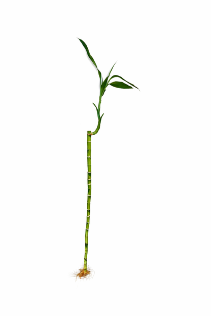 Lucky Bamboo Stalk - Tabletop Indoor Plant - نبتة بامبو