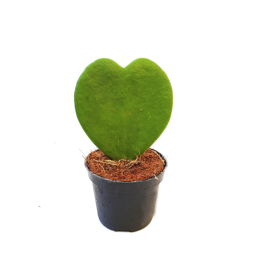 Hoya Kerrii - Heart Shape Plant - Indoor Succulent Plant