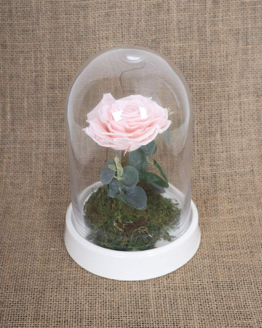 Baby Pink Preserve Rose Arrangement- Gift