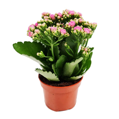Kalanchoe - Flowering Plant - كالانشو – نبتة مزهرة