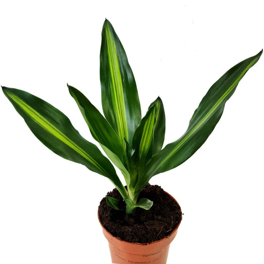 Dracaena Stedneri Cintho - Indoor House Plant - نبات داخلي