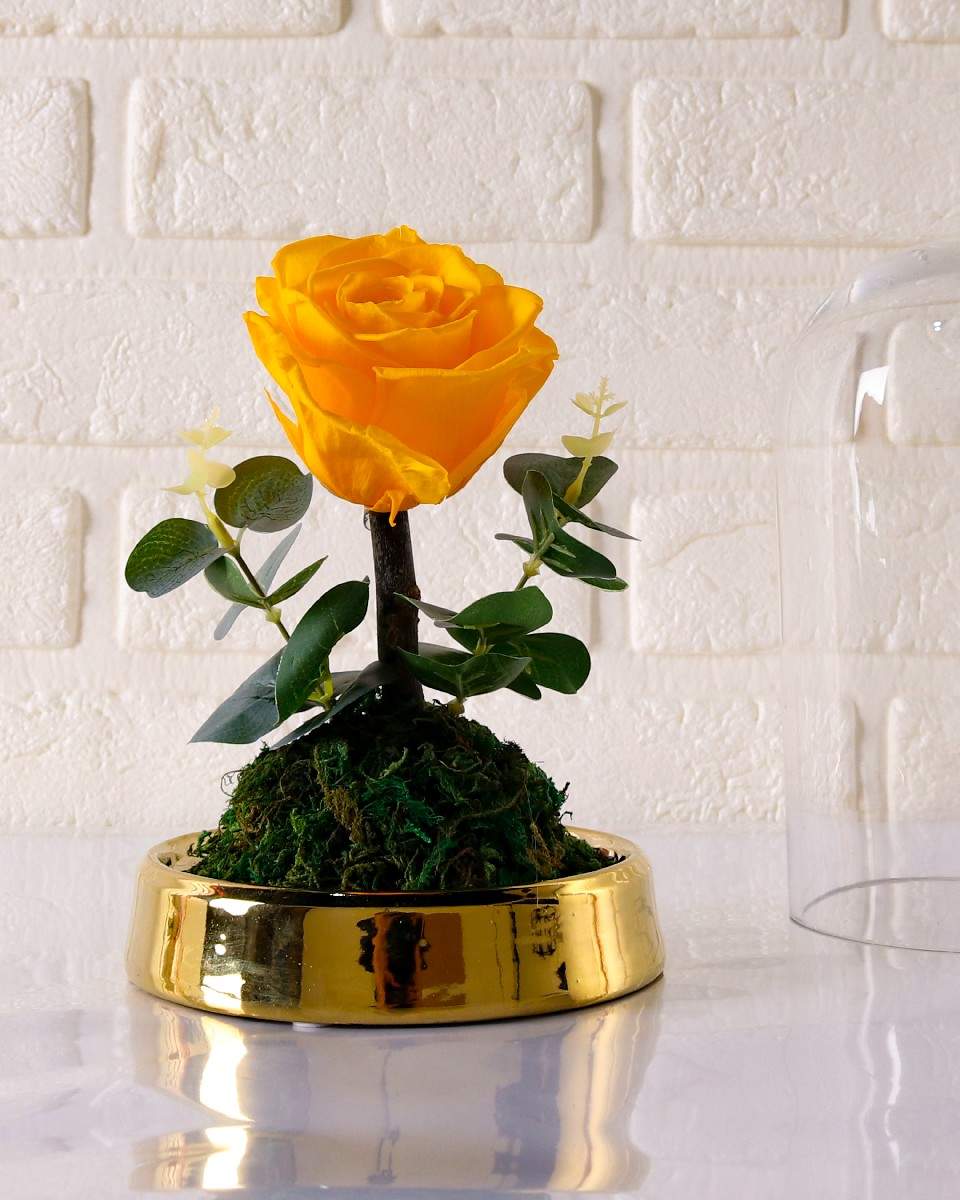 Yellow Preserved Rose Arrangement Small - Gift