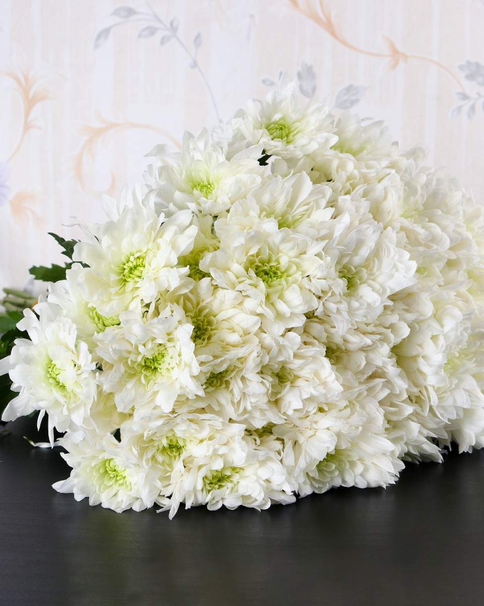 Chrys Spray Bonita / Euro - White 5 Stems