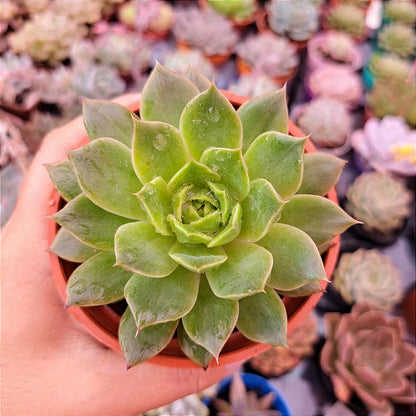 Echeveria Miranda Flat succulent displaying a rosette of bluish-green leaves with pink edges, set in a minimalist white pot.