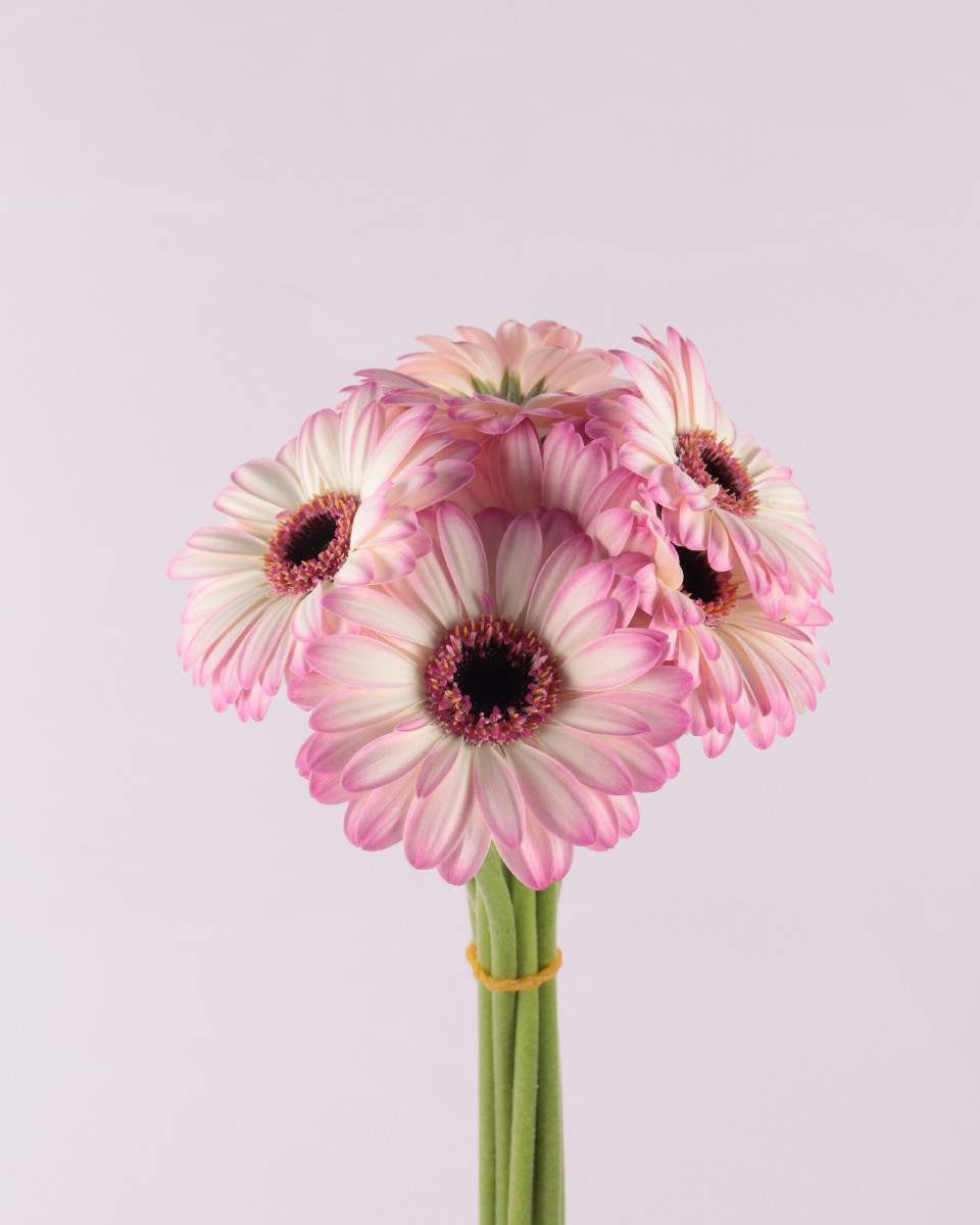 GERBERA PINK WHITE SHADED-Mini Lolipop