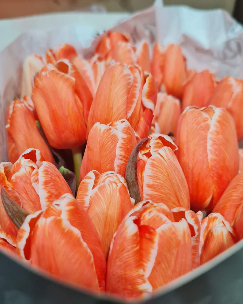 Tulip Painted Orange Salmon Plant and Pot Co.