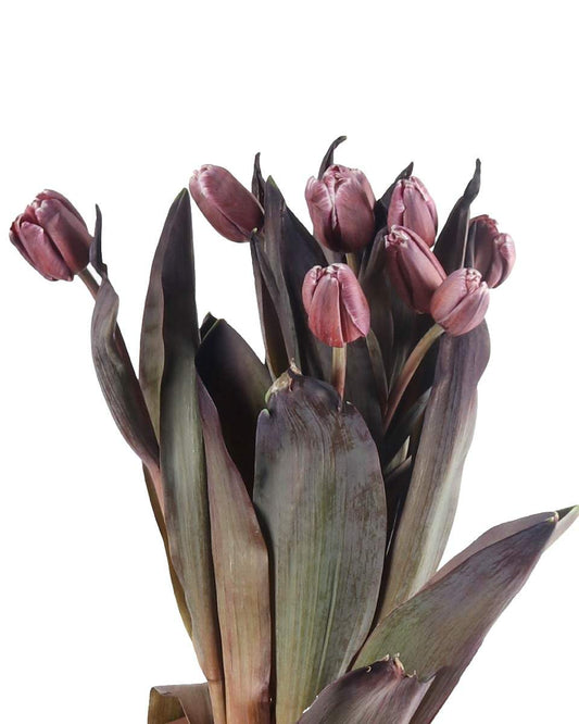 Tulip Double Painted Brownies - Purple