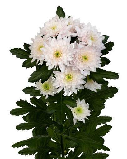 Chrysanthemum Spray Pastela Flower Bunch - زهرة الأقحوان