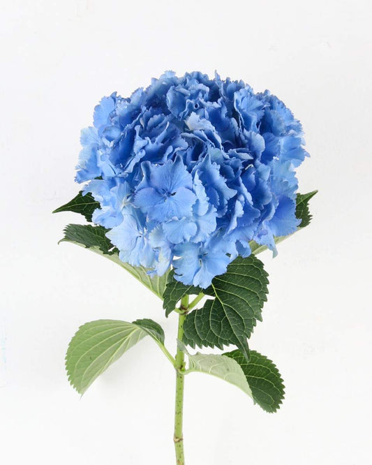 Hydrangea Verena Dark Blue Flower Bunch - زهرة الكوبية الزرقاء
