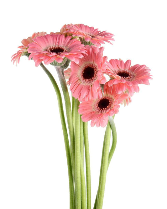Gerbera Pink & White Flower Bunch - باقة زهور الجربيرا