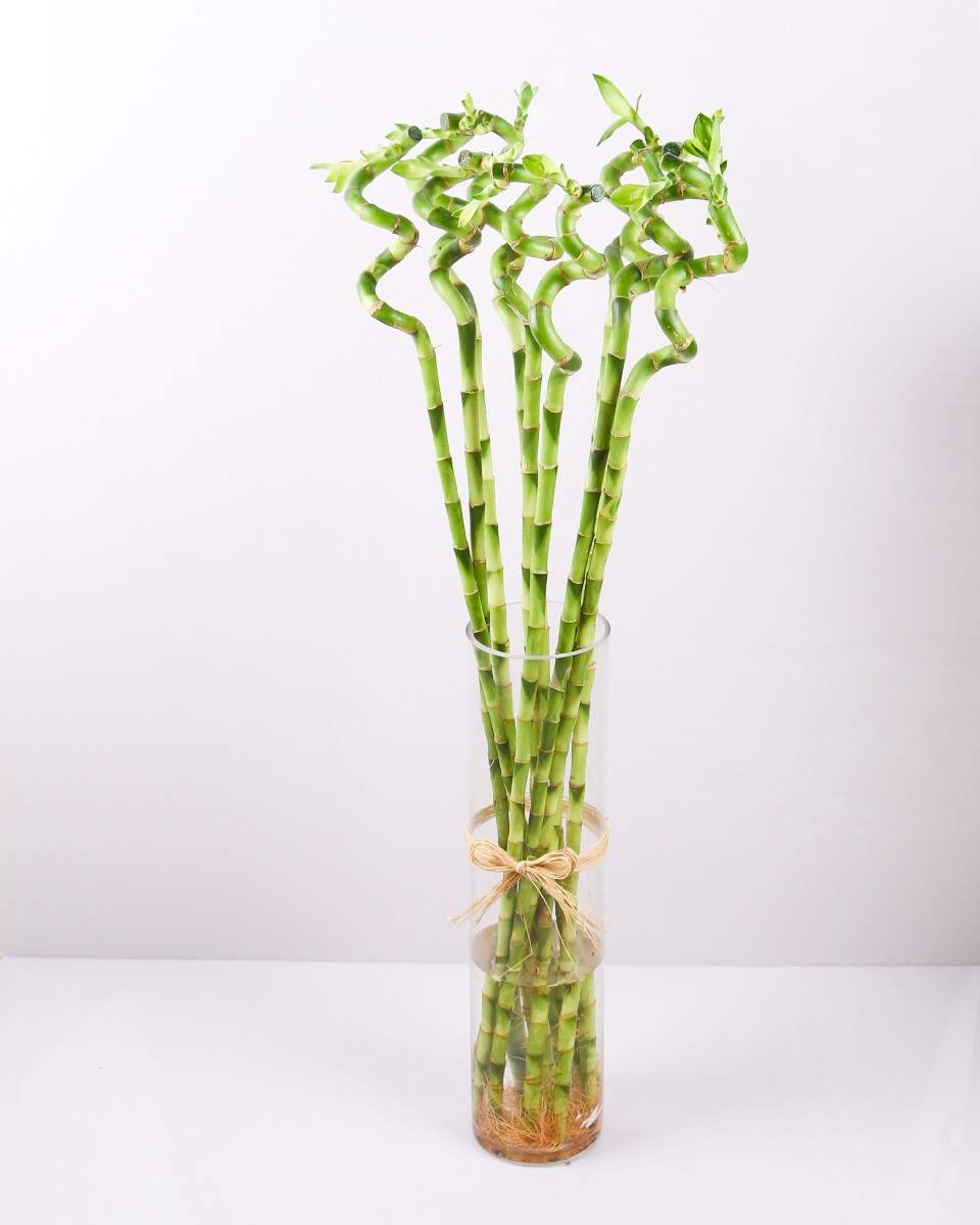 Curly Lucky Bamboo With Vase ((الخيزران) نبات داخلي)