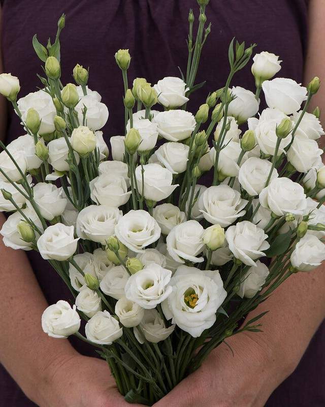 Eustoma White 5pcs