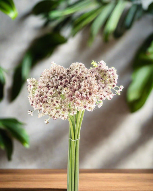 Allium Silver Spring Flower bunch - باقة زهرة الآليوم