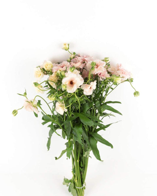 Ranunculus Butterfly Melissa Flower Bunch - باقة زهرة