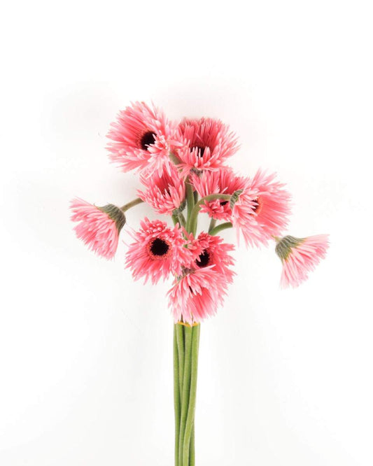 Gerbera Pink Flower Bunch - زهور الجربير اجملة