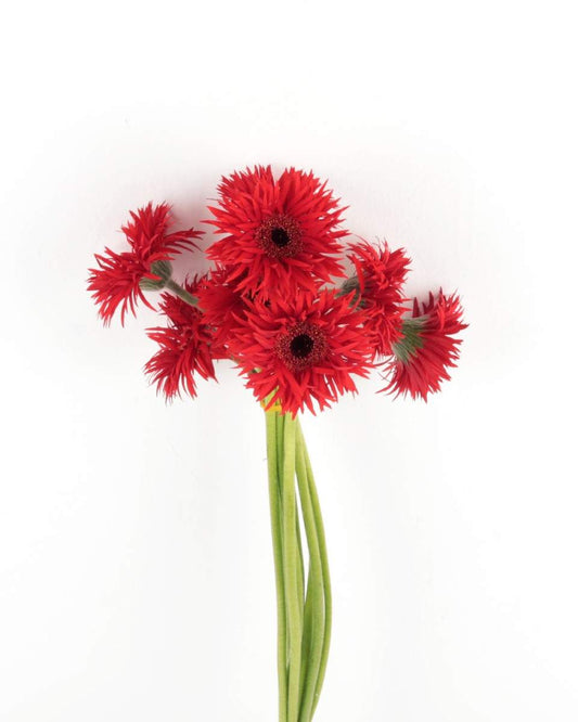 Gerbera Mini Red Flower Bunch - زهرة جربيرا الحمراء