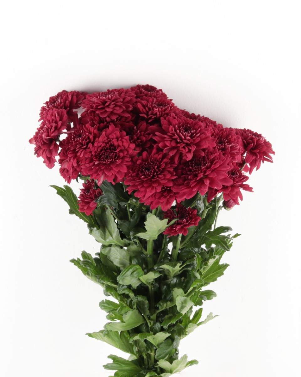 Chrysanthemum Red Flower Bunch - زهرة الأقحوان الحمراء