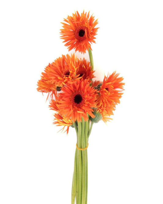 Gerbera Orange Flower Bunch - زهرة جربيرا