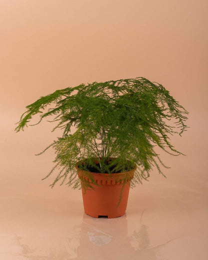 Asparagus Plumosus - Asparagus Fern - Indoor Plant - نبات داخلي