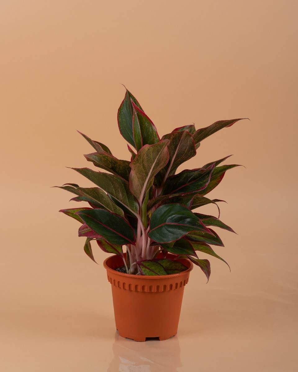 Aglaonema Siam Au...