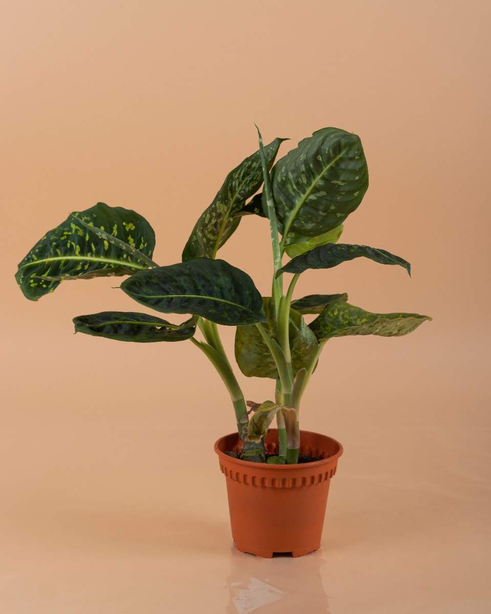 Dieffenbachia Reflector - Dumb Cane - Indoor House Plant - نبات داخلي