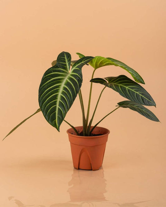 Caladium Lindenii - Indoor Plant - نبات داخلي