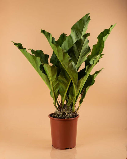 Anthurium Jungle Bush - Indoor House Plant - نبات داخلي