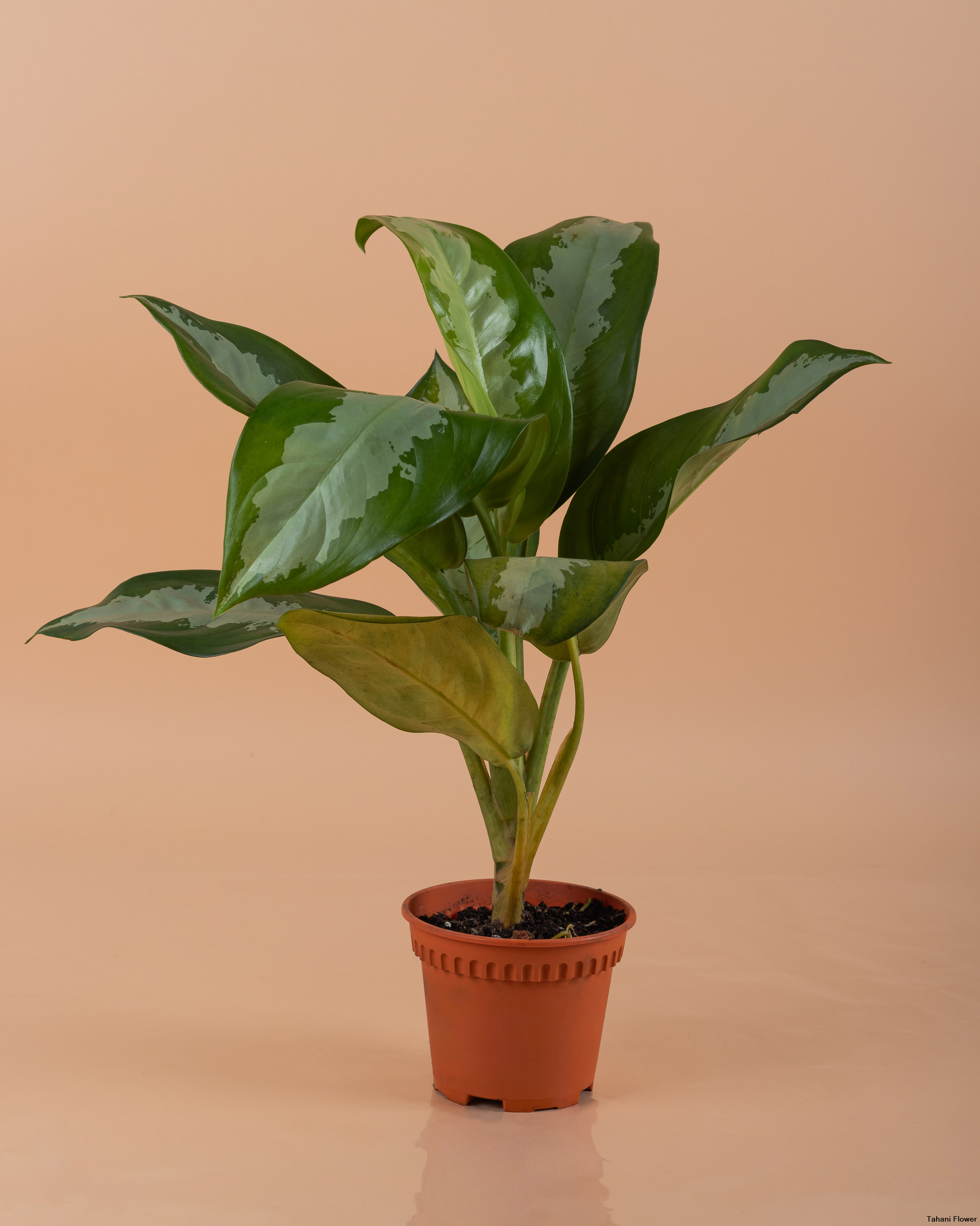 aglaonema pattaya beauty care Aglaonema Pattaya Beauty - Indoor Plant