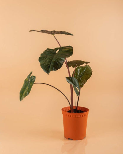 Alocasia Yucatan Princess - Indoor House Plant - نبات داخلي