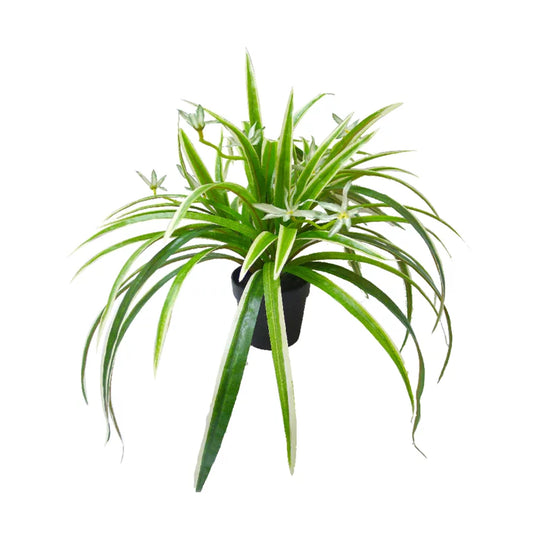 Spider Plant - Artificial Plant