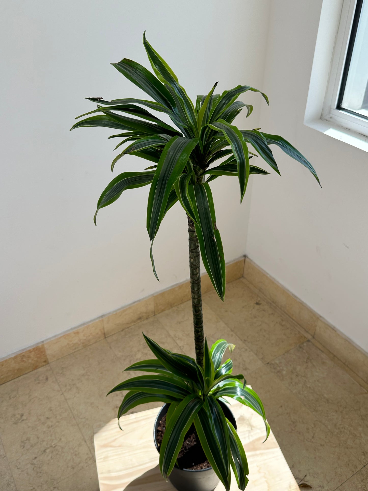 Dracaena Deremensis Lemon Lime 120cm - Indoor House Plant