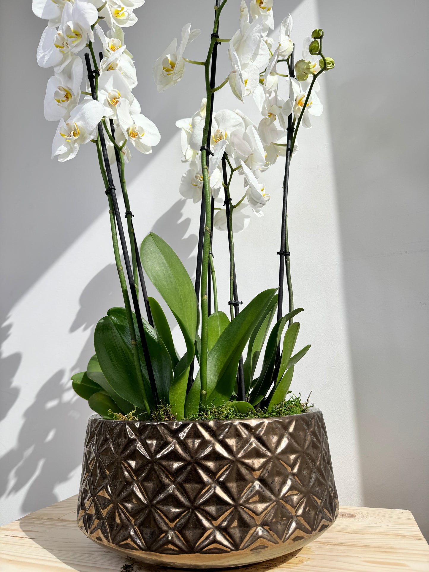 White Orchid Plant Bunch in Rose Gold Ceramic - نبات الأوركيد - Phalaenopsis