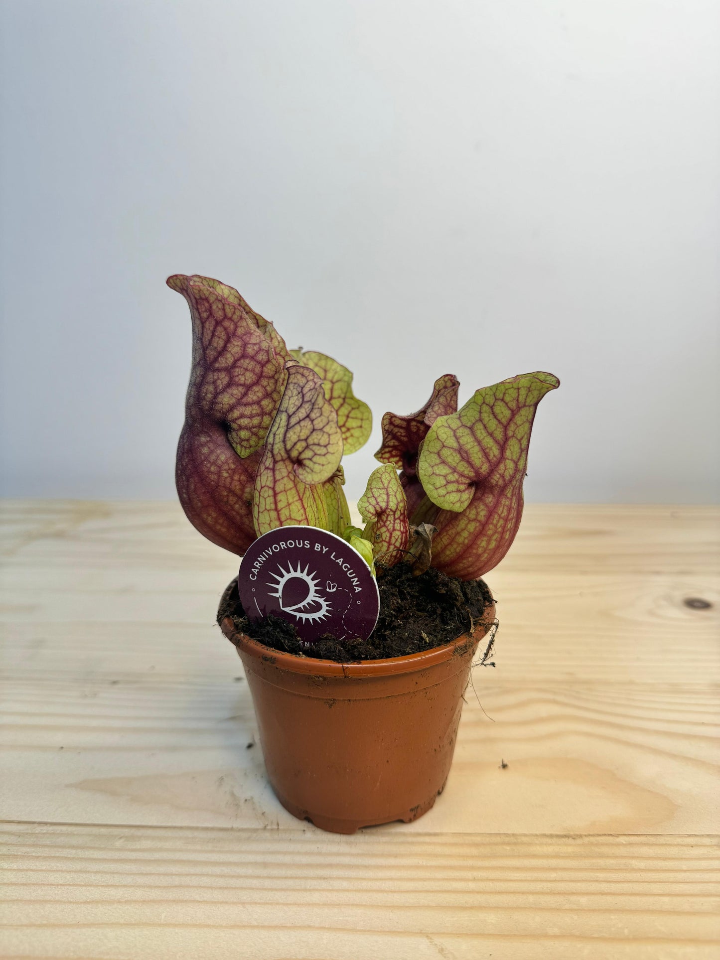 Sarracenia Plant - Insect Eating Plant - Indoor Plant