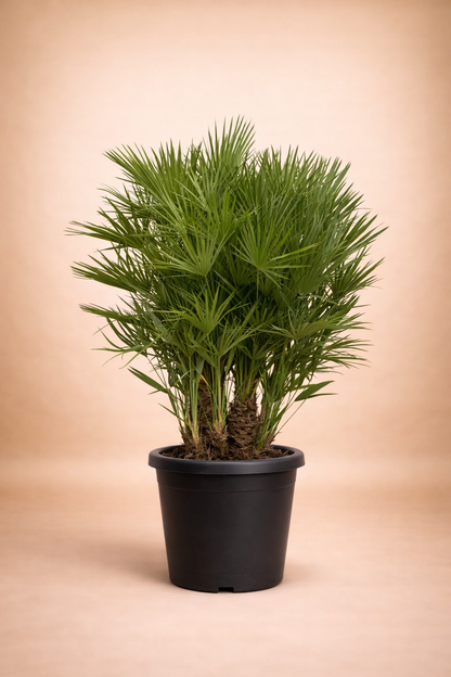 Chamaerops Humilis Palm - نخيل شاميروبس