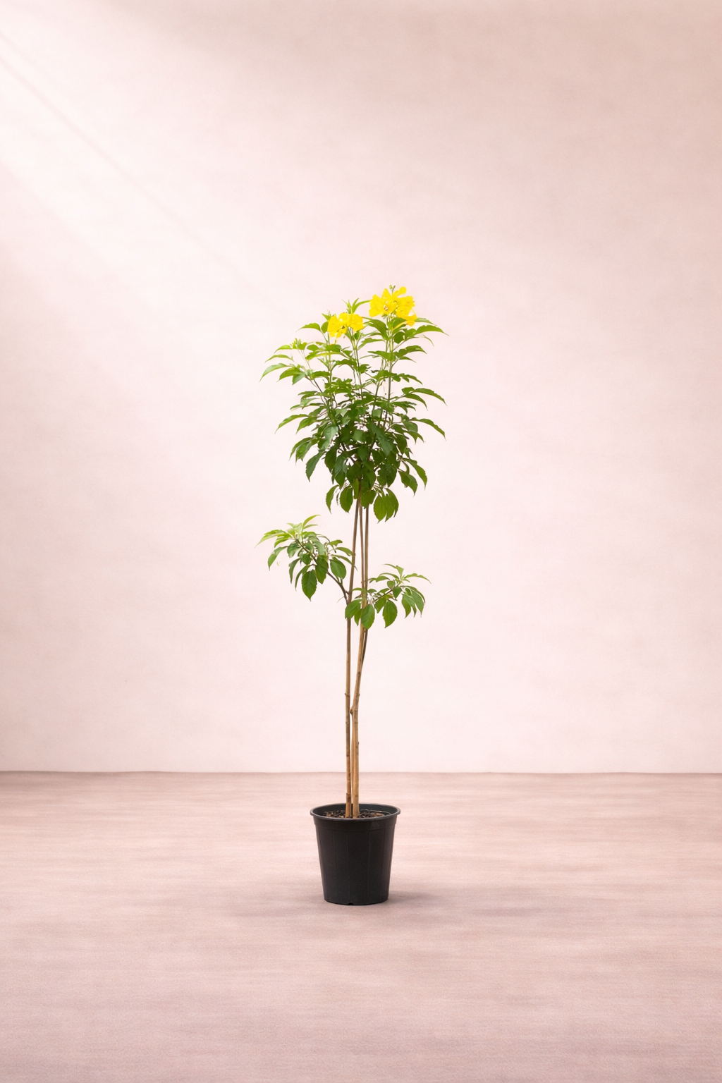 Tecoma stans (Yellow Bells / Yellow Trumpet Tree) - شجرة التيكوما الصفراء