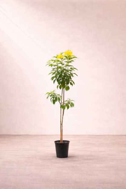 Tecoma stans (Yellow Bells / Yellow Trumpet Tree) - شجرة التيكوما الصفراء