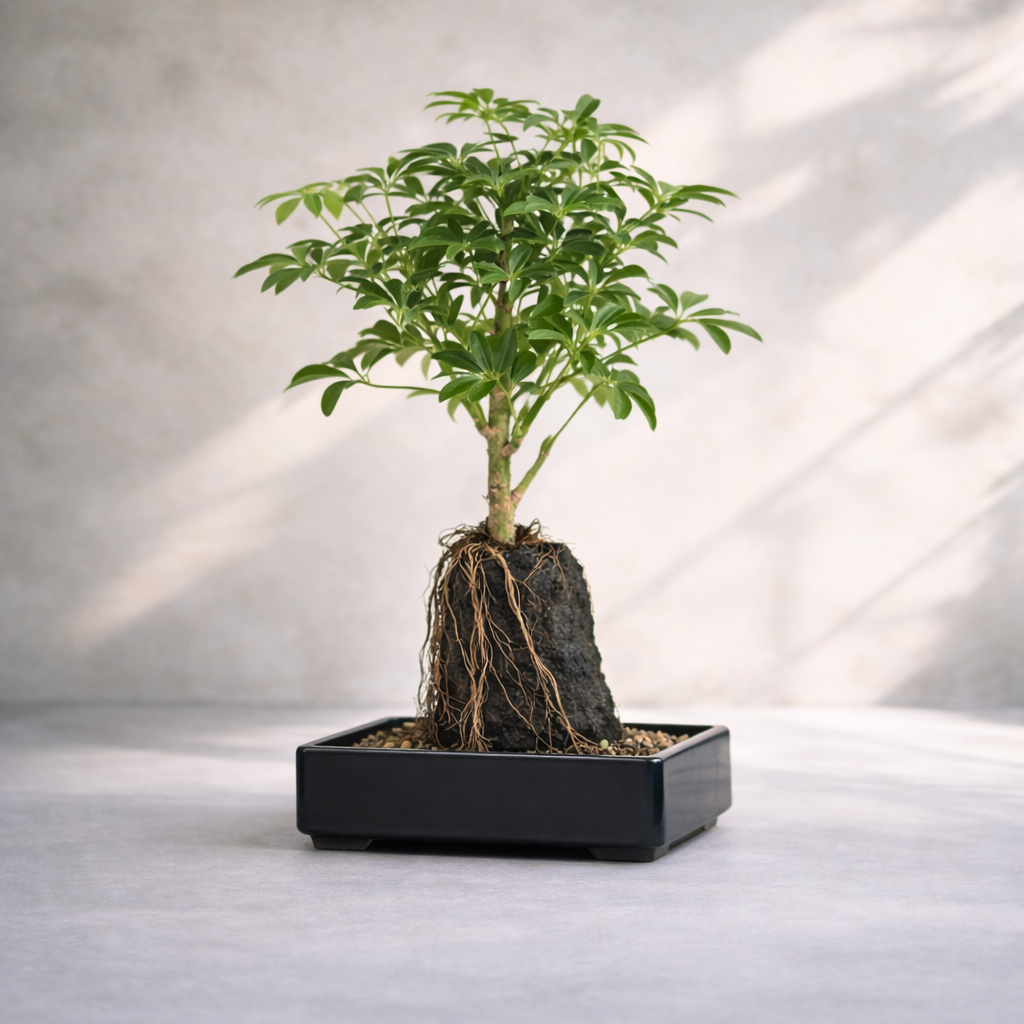Schefflera Lava R...