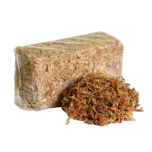 Dried Natural Sphagnum Moss- 500 grams
