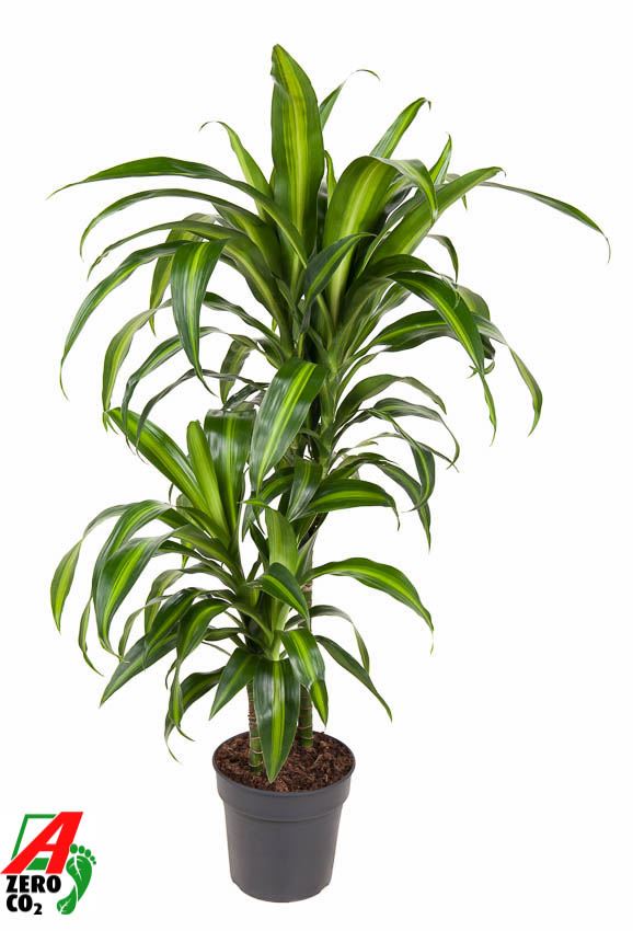 Dracaena Hawaiian Sunshine - Indoor House Plant - نبات داخلي - دراسينا