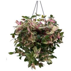 Tradescantia fluminensis Tradescantia 'Tricolor' - Indoor House Plant - نبات داخلي