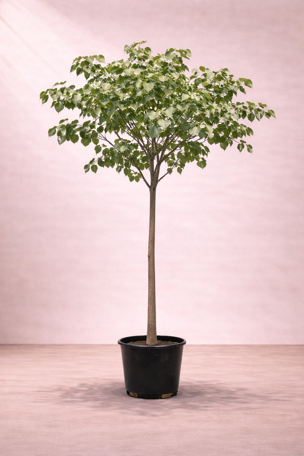 Thespesia Tree - ...