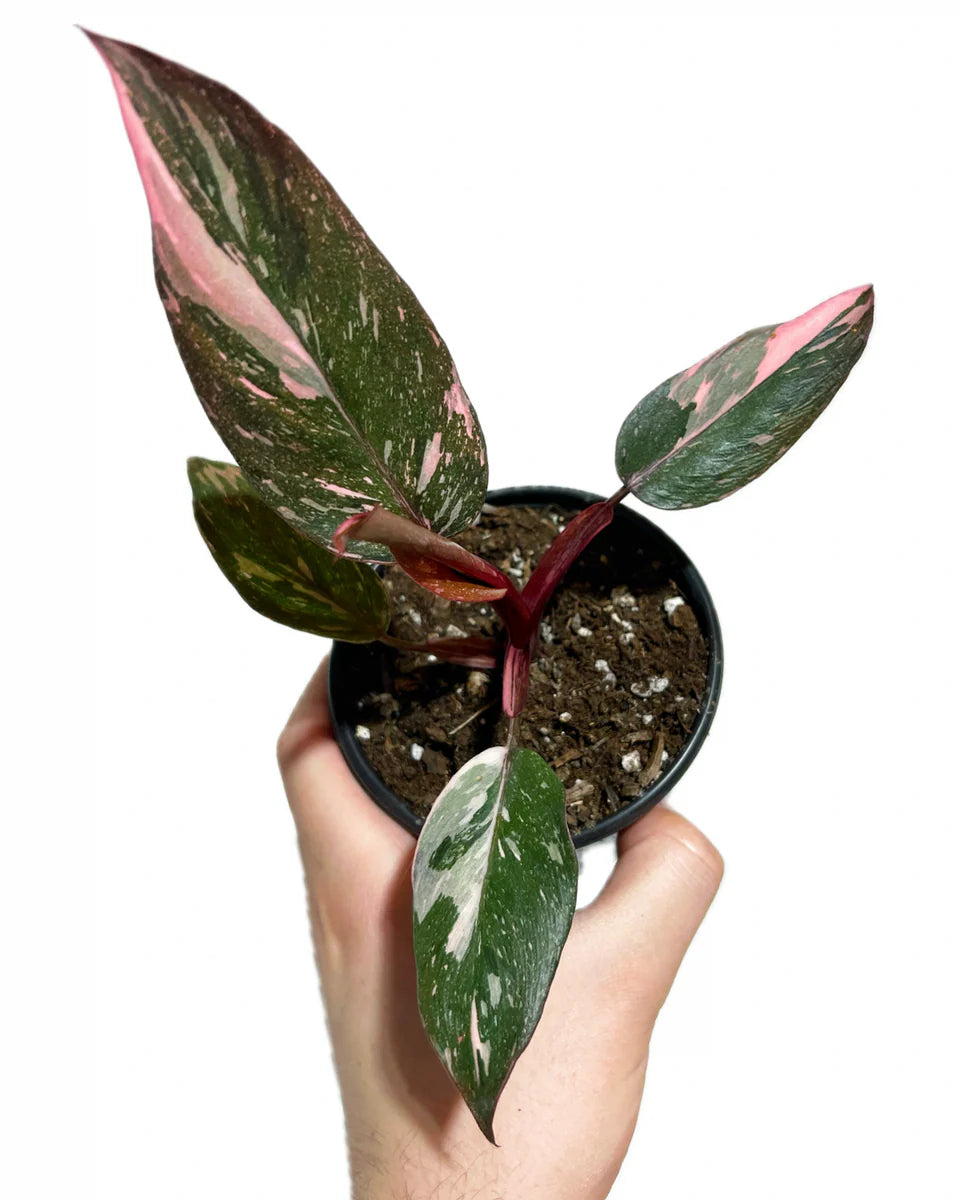 Philodendron Pink...