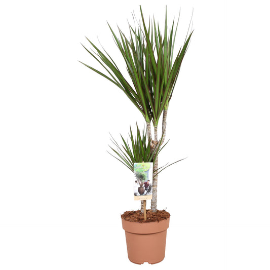 Dracaena Marginata 75cm - Indoor Plants - نبات داخلي - دراسينا