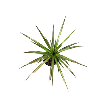 Dracaena Marginata - Indoor Plants - النباتات الداخلية