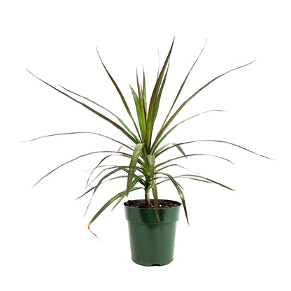 Dracaena Marginata - Indoor Plants - النباتات الداخلية