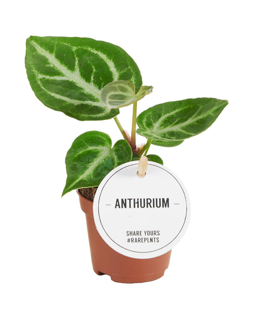 Anthurium Crystallinum rare indoor house plant with distinctive foliage, available from Kuwait based online plant shop