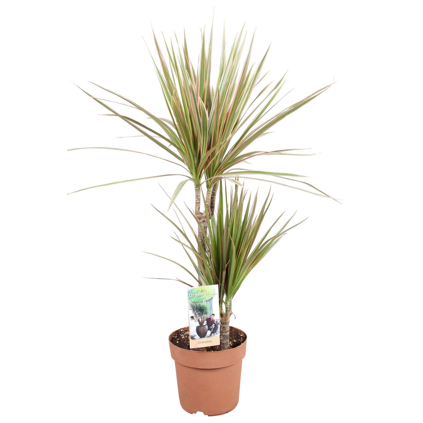 Dracaena Marginata Bicolor 80cm - Indoor Plants - نبات داخلي - دراسينا