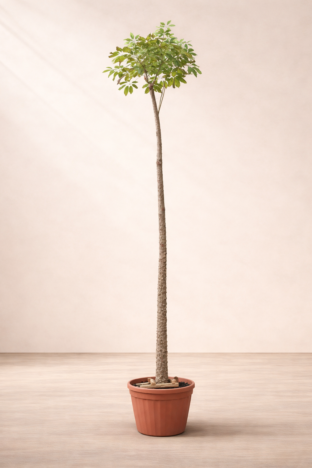 Bombax Tree - Silk Cotton Tree - شجرة البمباكس