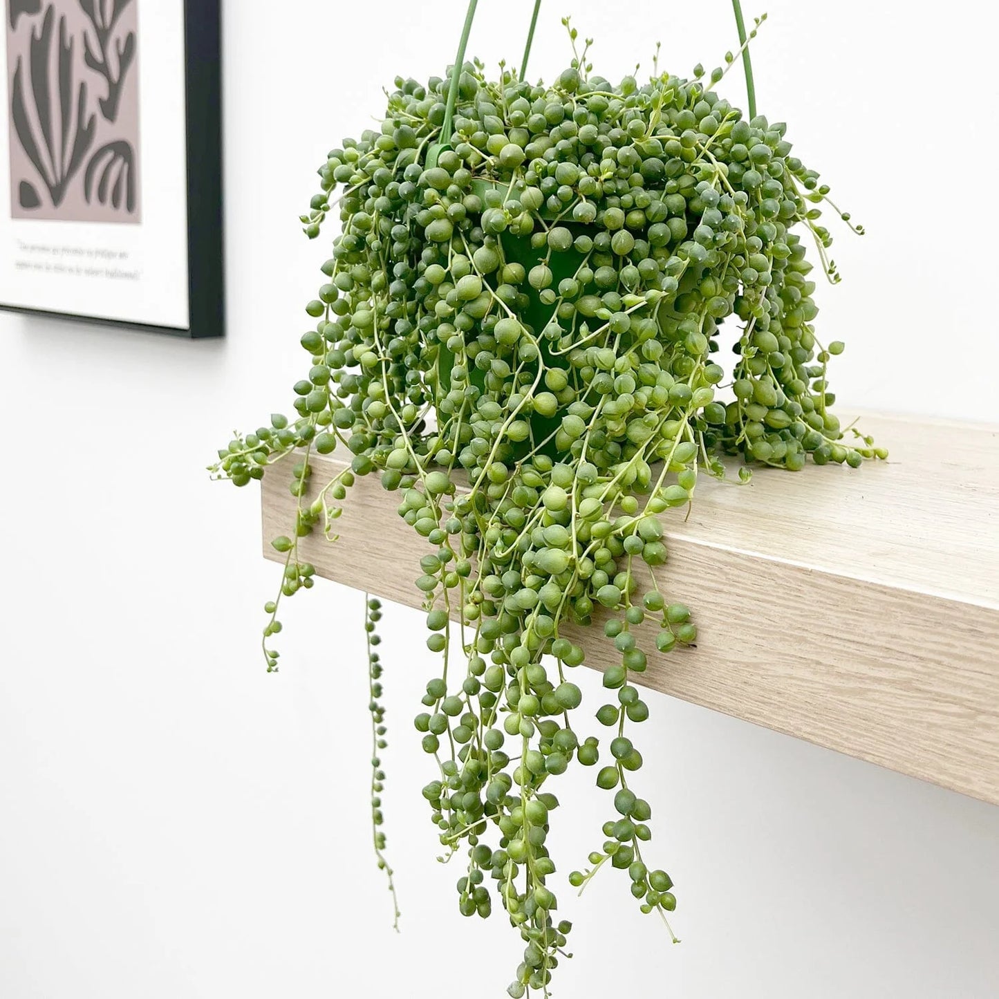 Senecio Rowleyanus - String of Pearls - Indoor House Plant - نبات داخلي