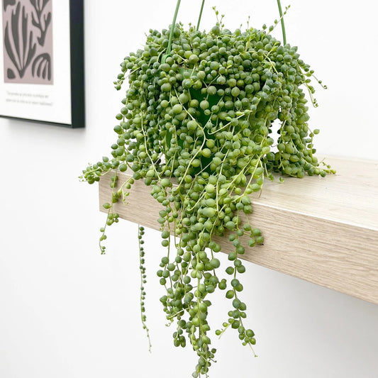 Senecio Rowleyanus - String of Pearls - Indoor House Plant - نبات داخلي